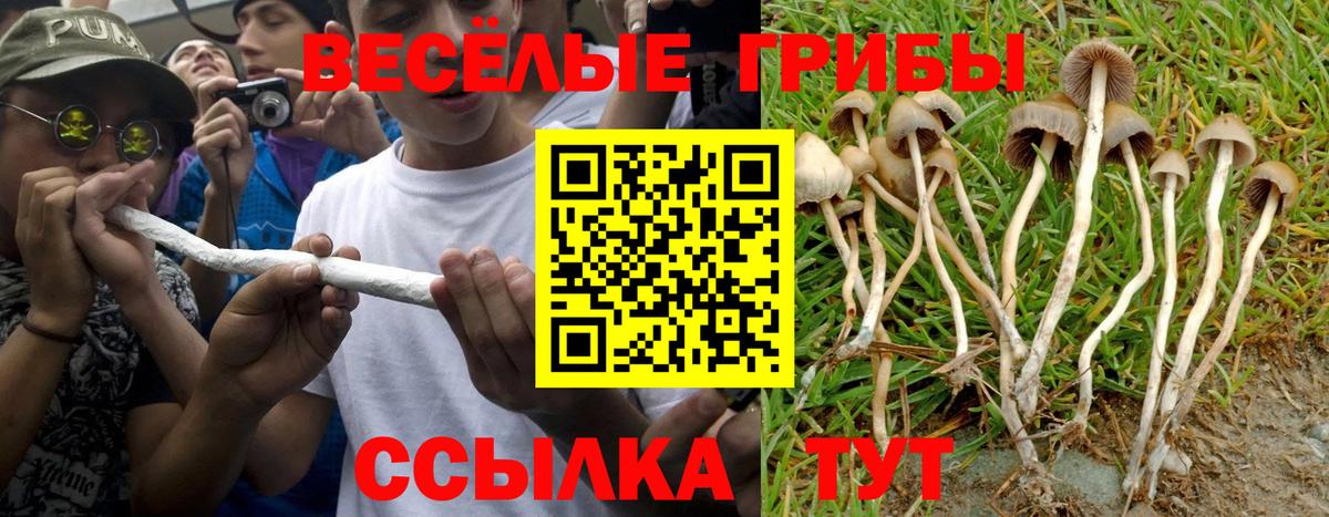 Псилоцибиновые грибы мухоморы Томск